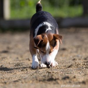 Hundvårdstips:Håll din hund borta från detta djur-qqpets
