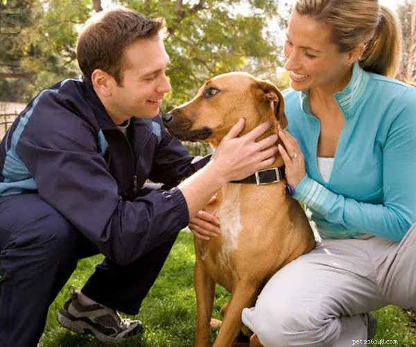 Colliers intelligents pour chiens :Connaissez-vous les colliers pour chiens les plus intelligents ?-qqpets