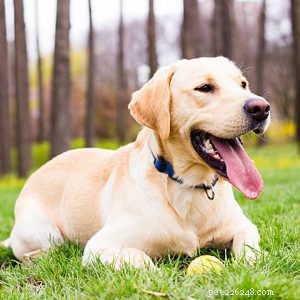 Пять советов:что делать владельцам при выгуле собак летом?-qqpets