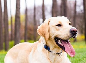 Cinco dicas:O que os donos devem fazer para passear com cães no verão?-qqpets 