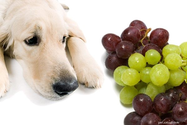 犬種のヒント：犬に最適な食べ物を知っていますか？-qqpets