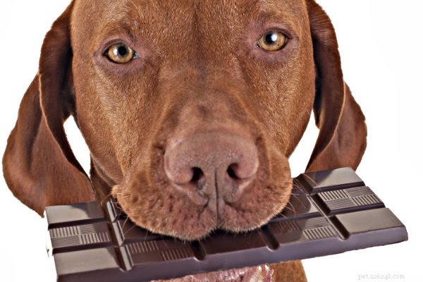 Rastips:weet u wat het beste voer voor uw honden is?-qqpets