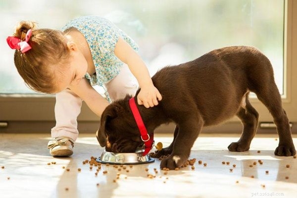 Conseils de race :savez-vous quelle est la meilleure nourriture pour vos chiens ?-qqpets