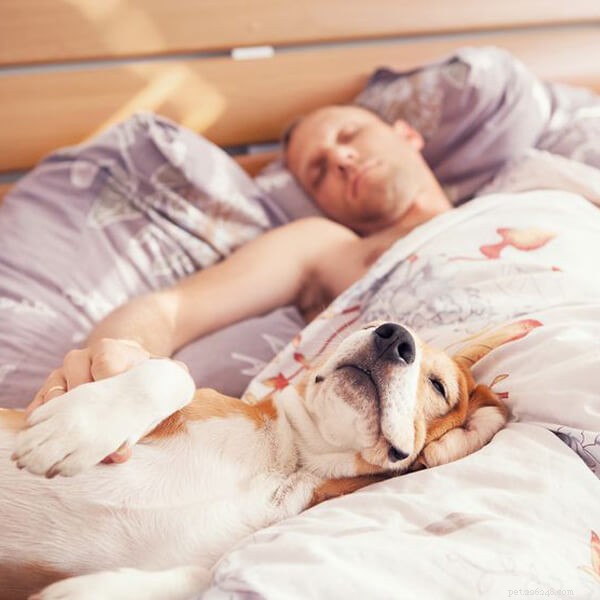 Discussione:ti piacerebbe dormire con il tuo cane? Perché no?-qqpets