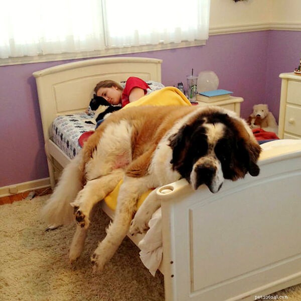 Discussão:Você gostaria de dormir com seu cachorro? Por que não? -qqpets 