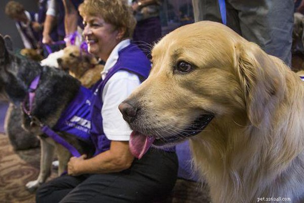 特別なペットサービス：さあ。飛行機を待つときに犬と遊ぶ 