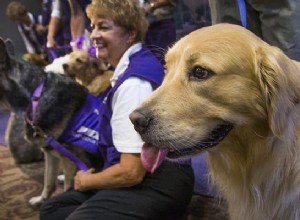 Serviço especial para animais de estimação:vamos lá. Brinque com cachorros enquanto espera o avião