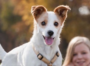 Adoção em vez de compra!! Como adotar cães de rua?-qqpets