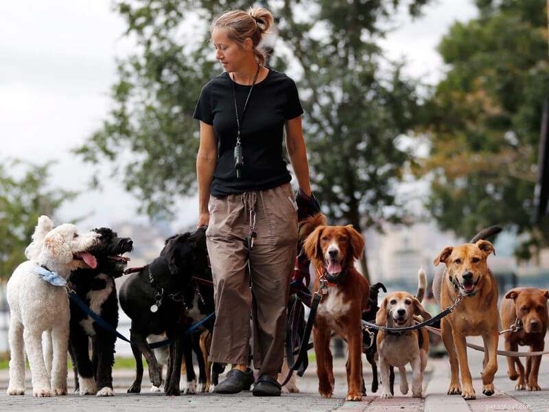 Promeneur de chiens :que pensez-vous des promeneurs de chiens ?-qqpets