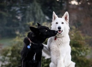 Casamento de cães:você não sabe? Os cães podem se casar legalmente agora-qqpets