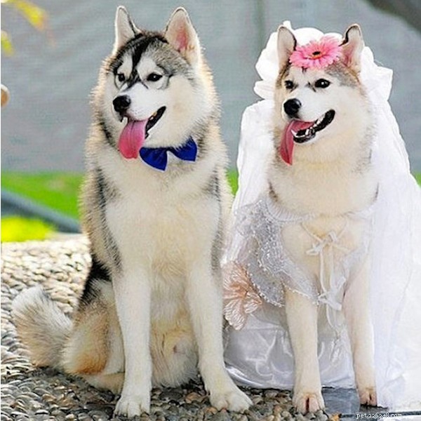 Hondenhuwelijk:weet je dat niet? Honden kunnen nu legaal trouwen-qqpets