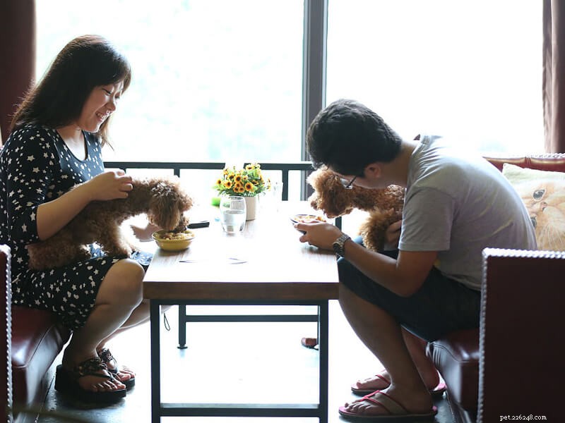 Faça uma refeição com seu animal de estimação em um restaurante com tema de animais de estimação?-qqpets