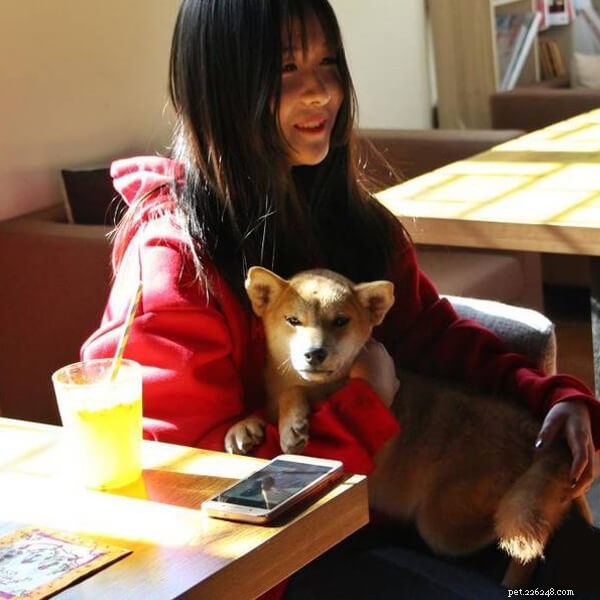 Den speciella servitören:Hundar servar dig i kaféet-QQPETS