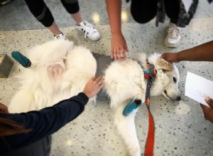 Você acredita que acariciar cães pode ajudar a aliviar o estresse?-QQPETS