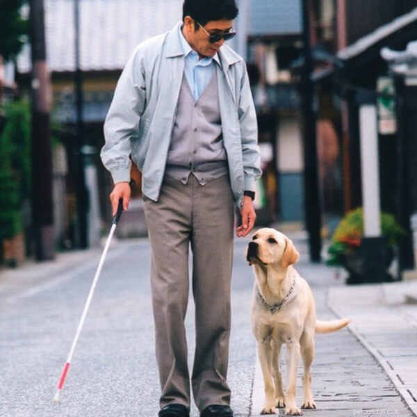 Cane guida:sono il vero aiuto degli esseri umani nella vita | qqpets
