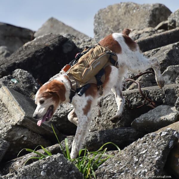 Servicehund:De är människors verkliga hjälpare i livet | qqpets