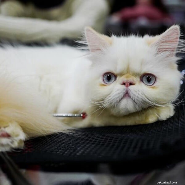 Gelukkig nieuwjaar!! Ontmoet de schattige huisdieren in Paris Pet Expo-QQPETS
