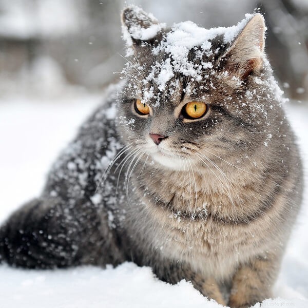 6 Conseils :Comment bien s occuper de son animal en hiver ?-QQPETS