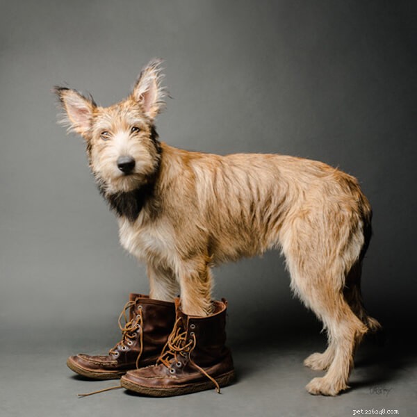 Pensez-vous que les chiens doivent porter des chaussures ?-QQPETS