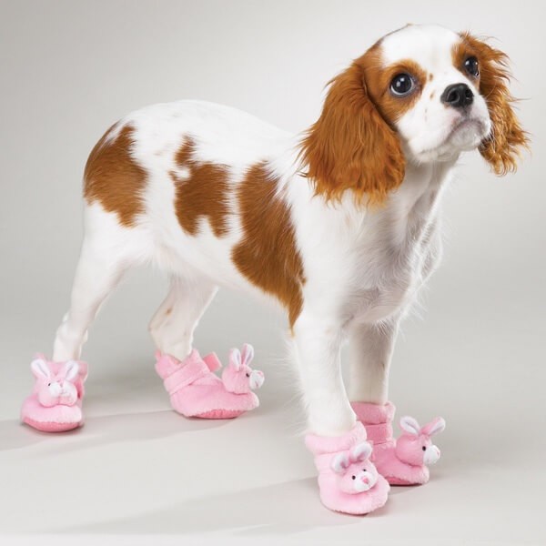 Как вы думаете, собакам нужна обувь?-QQPETS