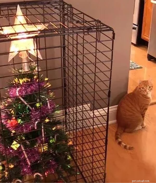 LOL!!Come tenere il tuo animale domestico lontano dall albero di Natale?-QQPETS