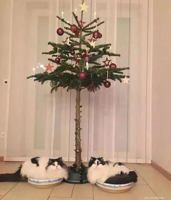 LOL!!Hoe houd je je huisdier uit de buurt van de kerstboom?-QQPETS