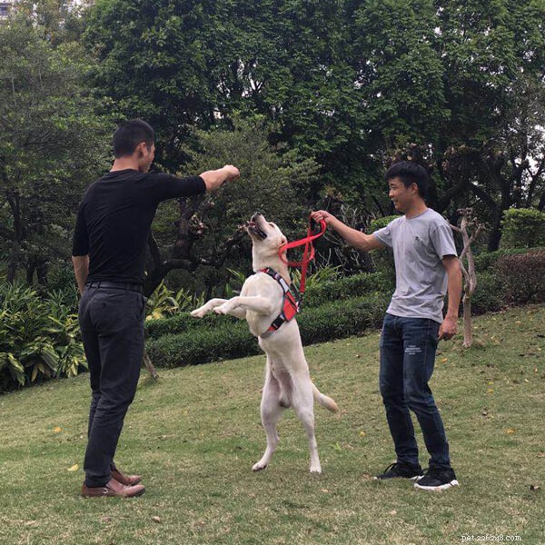 Passeggiate con i cani:rilassati a giocare con i cani all aperto durante il fine settimana-QQPETS