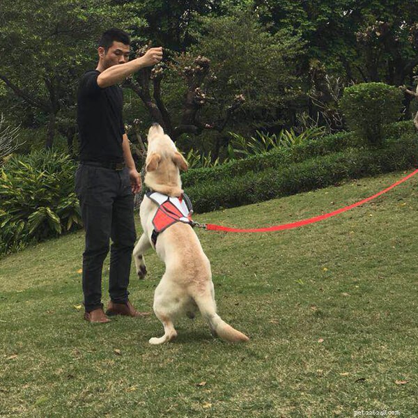 Passeggiate con i cani:rilassati a giocare con i cani all aperto durante il fine settimana-QQPETS