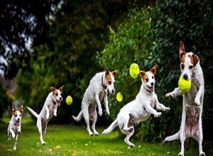 Você gosta de animais de estimação? Como ter um bom relacionamento com seus animais de estimação?-QQPETS