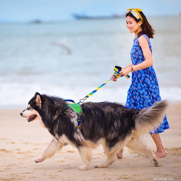 犬を正しく歩くための5つの原則-QQPETS 