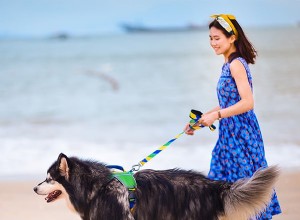 Cinco princípios para passear com o cachorro corretamente-QQPETS