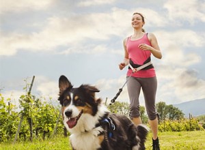 夏の間ペットを安全に飼うための安全なヒント– QQPETS