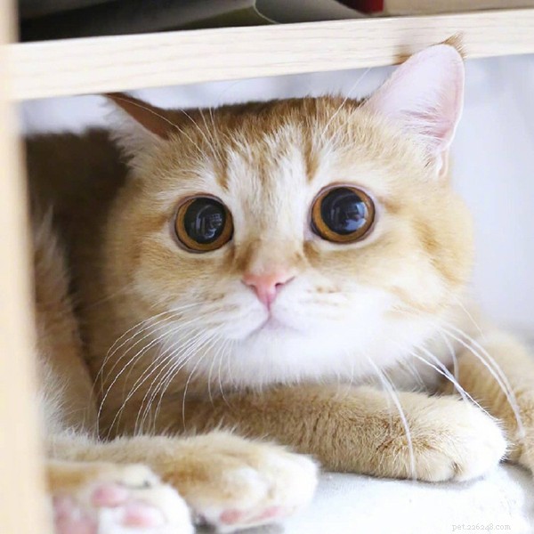 Fem anledningar till varför katter gillar att ligga med dig – QQPETS