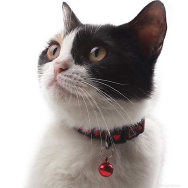 Kattvårdstips: har du någon aning om vad katter inte kan äta?