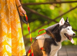 O que fazer se o seu cão for um comedor exigente – QQPETS?