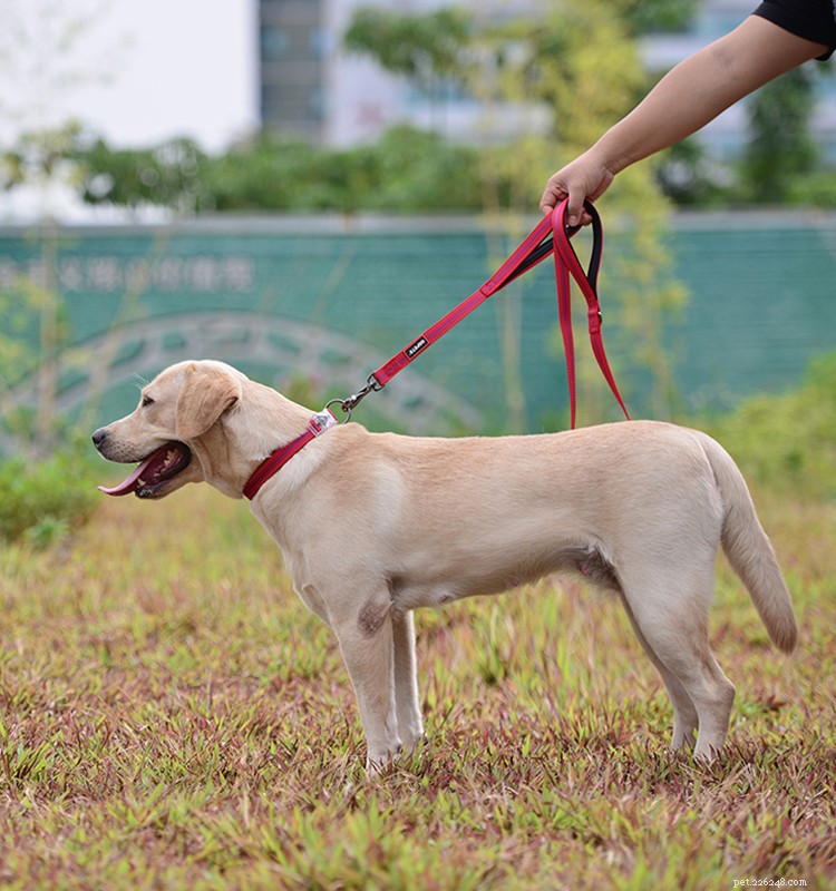 ダブルハンドル犬用リード：街歩きに最適なリード 