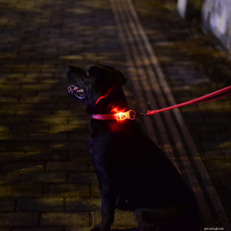 Arnês e trela refletoras de led:melhor acessório para caminhar no escuro