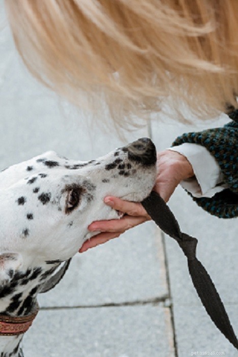 Varför är det nödvändigt att knyta ett koppel till hunden när man går ut med hunden?
