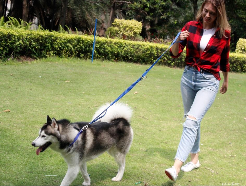 Por que é necessário amarrar uma coleira ao cachorro ao passear com o cachorro?