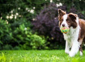 Algumas curiosidades interessantes sobre cães