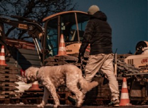 Qual é o problema de passear com o cachorro à noite? Se você quiser passear com o cachorro à noite, você deve fazer essas coisas. 