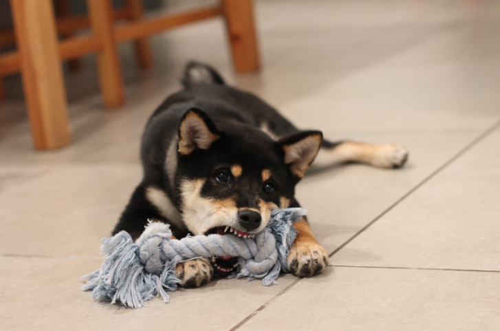 Como escolher os brinquedos e suprimentos certos para seu cão