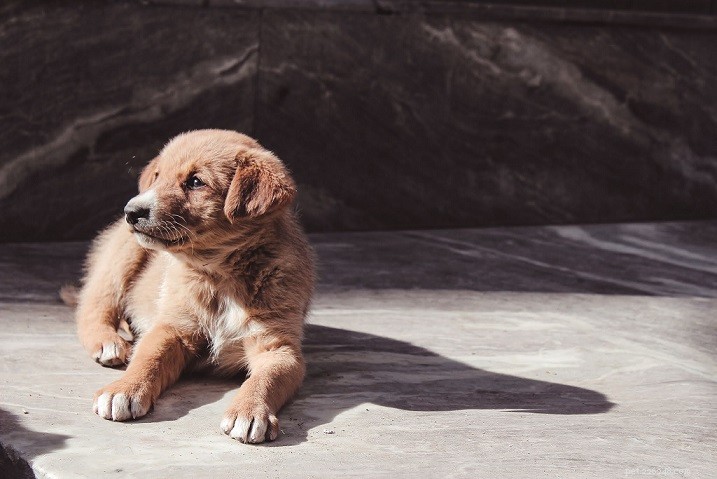 Conta alla rovescia nove razze canine comuni