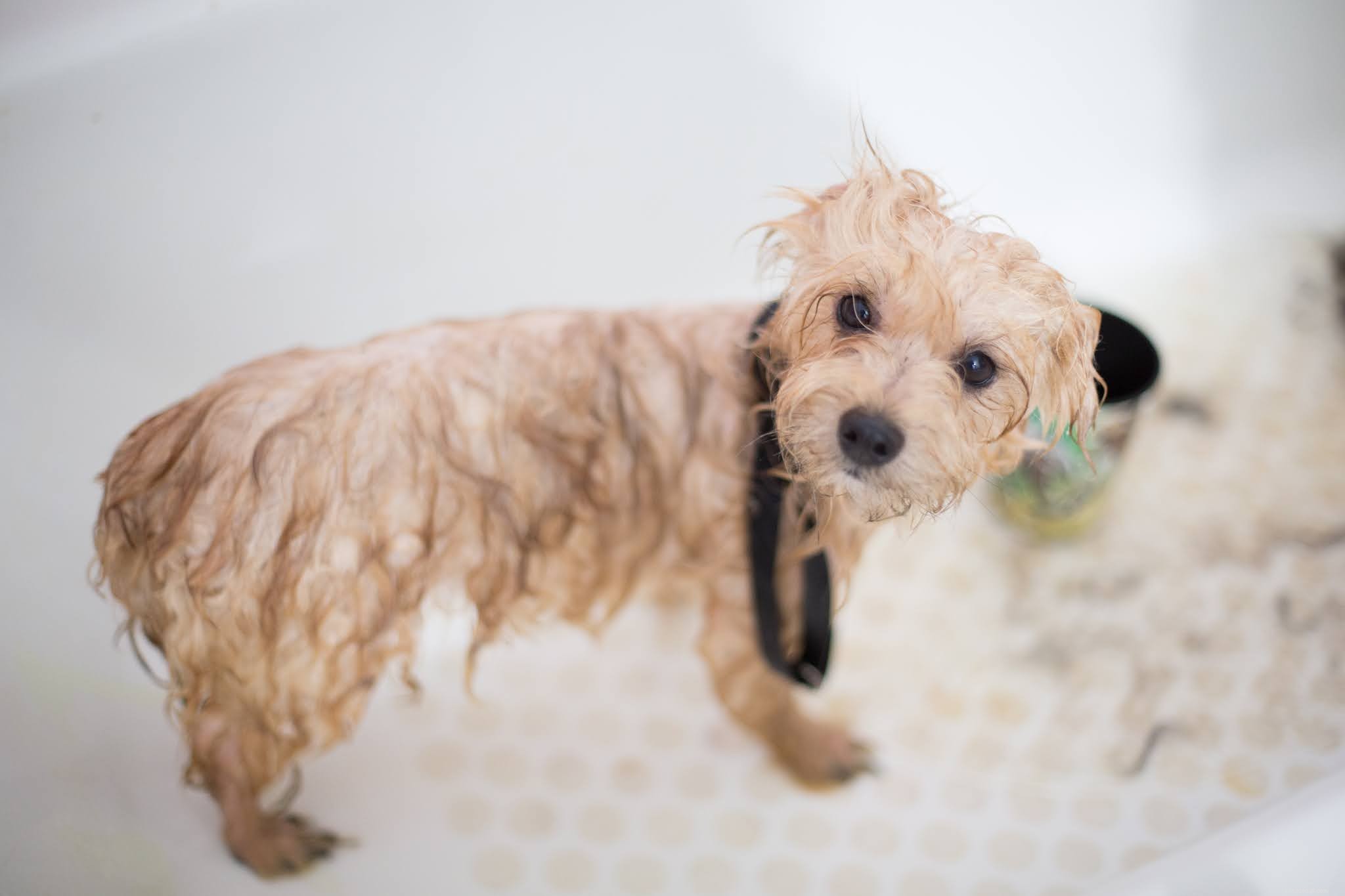 Quanto spesso il cane fa il bagno e qual è la risposta più corretta?
