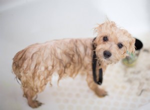 Com que frequência o cachorro toma banho e qual é a resposta mais correta?