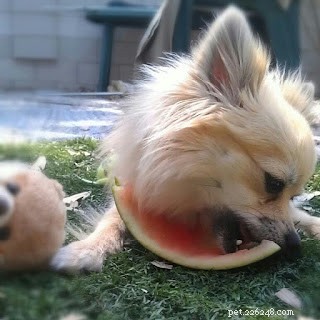 개에게 이러한 종류의 과일은 안심하고 먹을 수 있습니다.