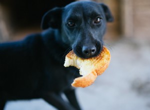 Dicas para animais de estimação:quais músculos os pit bulls alimentam?