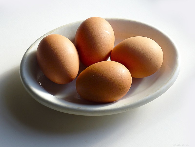 Výhody a podrobnosti o tom, jak pes pojídá vaječný žloutek