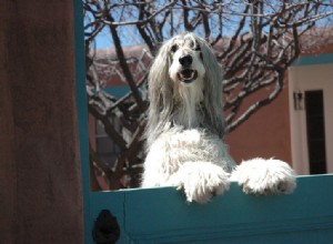 galgo afegão, reconhecido no mundo, o nobre entre os cães mais bonitos