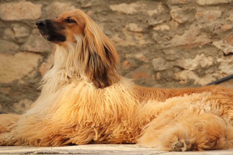 世界で認められているアフガンハウンド、最も美しい犬の中でも貴族 